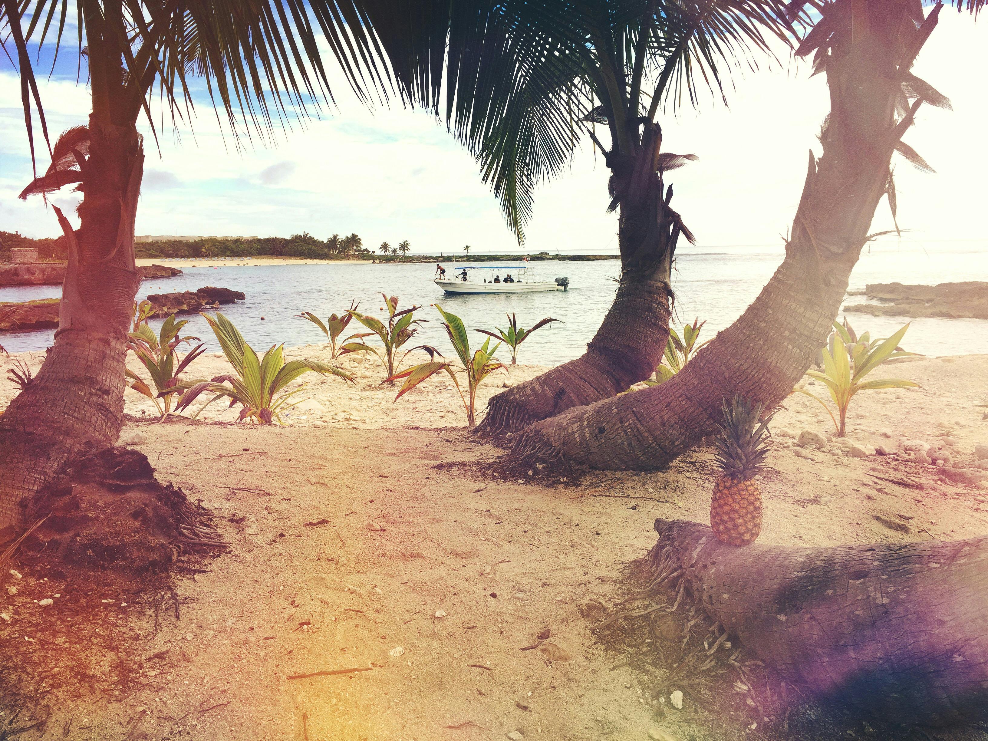 Beach with palm trees